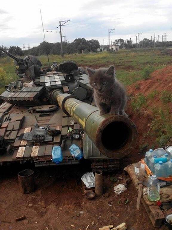 В сети показали, за что украинские военные поставят памятник котам