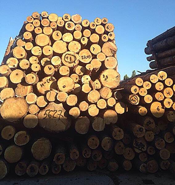 На Одесщине разоблачили незаконную схему экспорта леса