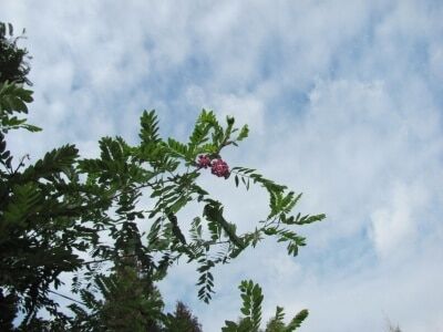 Чудо природы: в Черновцах осенью зацвела розовая акация. Опубликованы фото