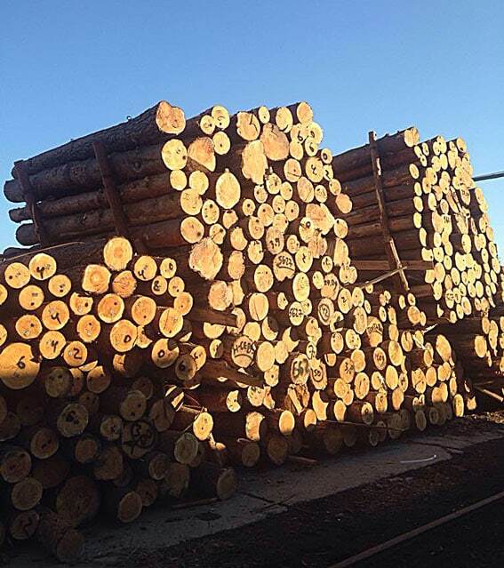 На Одесщине полиция разоблачила незаконную схему экспорта леса. Опубликованы фото