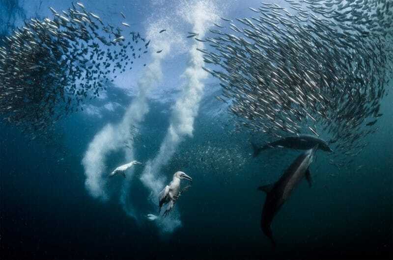 Определены лучшие фото с международного конкурса Siena International Photo Awards 2016 