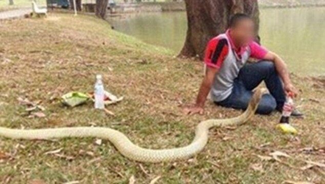 Безумная свадьба: житель Таиланда женился на трехметровой змее