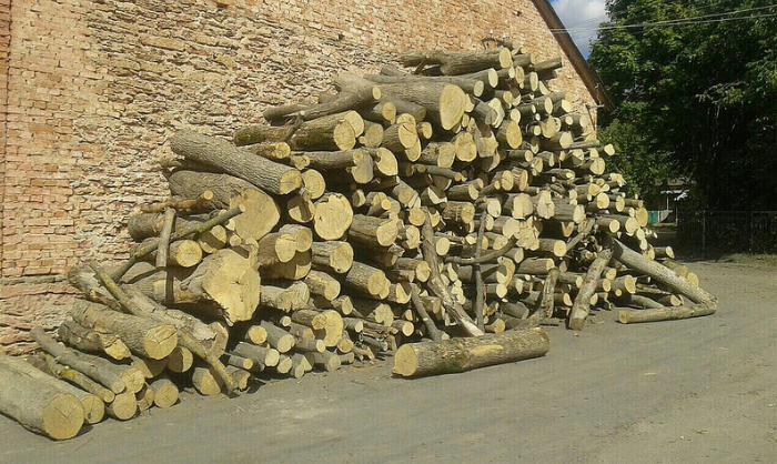 Планували "зрубати" мільйони: СБУ викрила схему розкрадання цінного дерева на Рівненщині