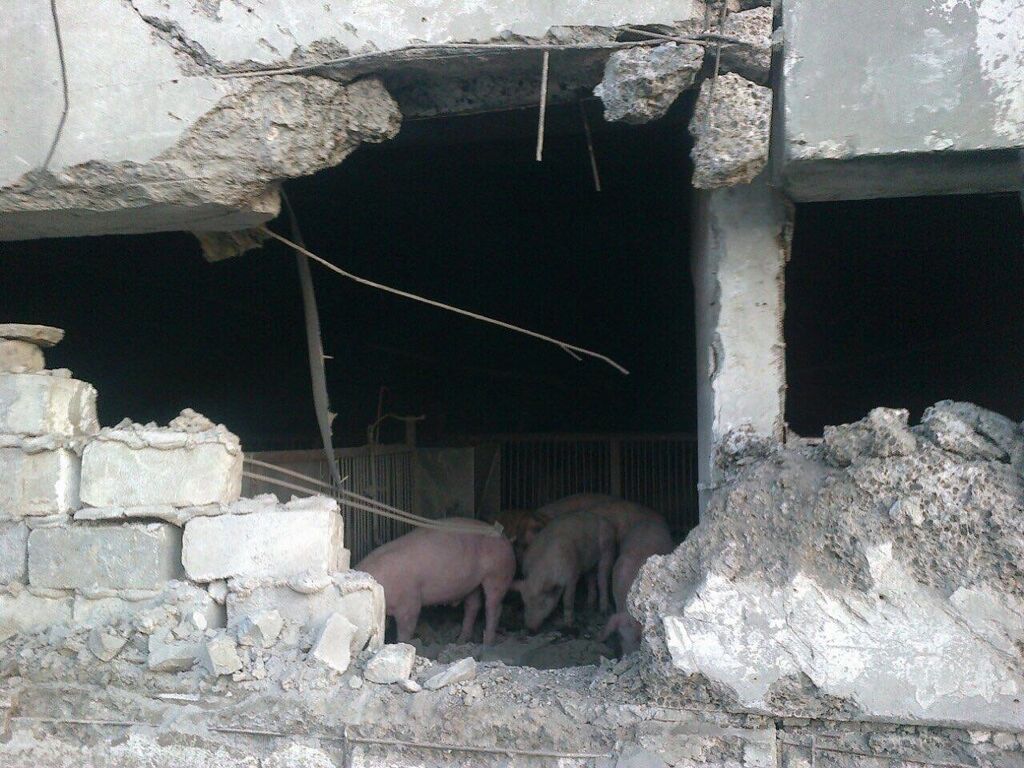 "Тварюки вже зі свинями воюють": Аброськіна розлютила атака терористів на Агроферму