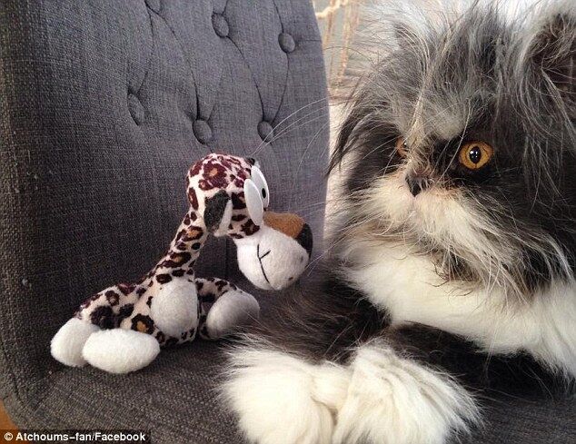 Лохматый кот-собака благодаря своему виду стал популярен в сети: фото