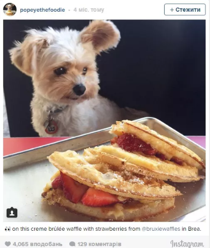 Чотирилапий гурман: собака зі США, який "харчується" в ресторанах, став зіркою мережі