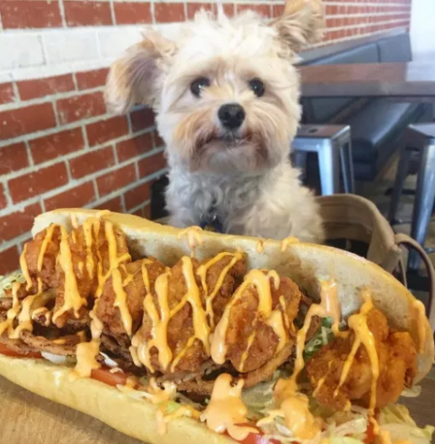 Чотирилапий гурман: собака зі США, який "харчується" в ресторанах, став зіркою мережі