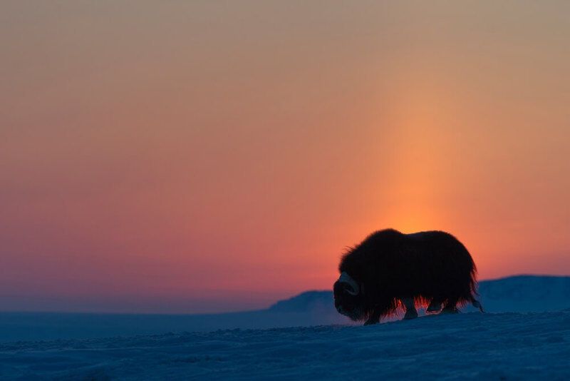 Фотограф от Бога: невероятные фото дикой природы Камчатки