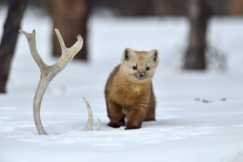 Фотограф от Бога: невероятные фото дикой природы Камчатки