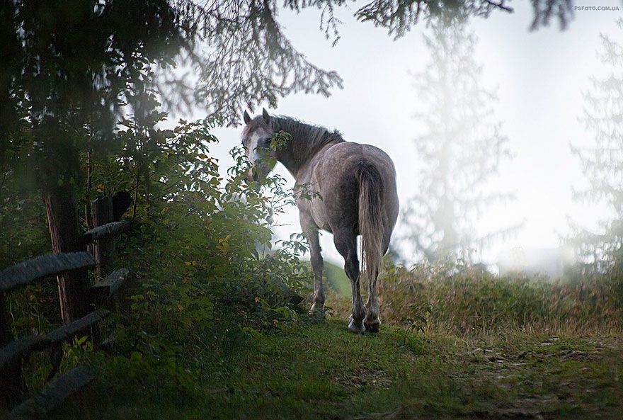 Український фотограф показав приголомшливі портрети тварин