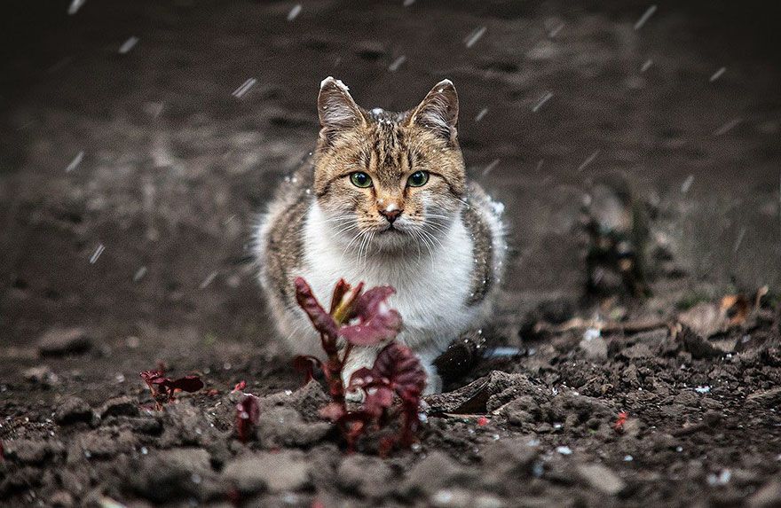 Украинский фотограф показал потрясающие портреты животных