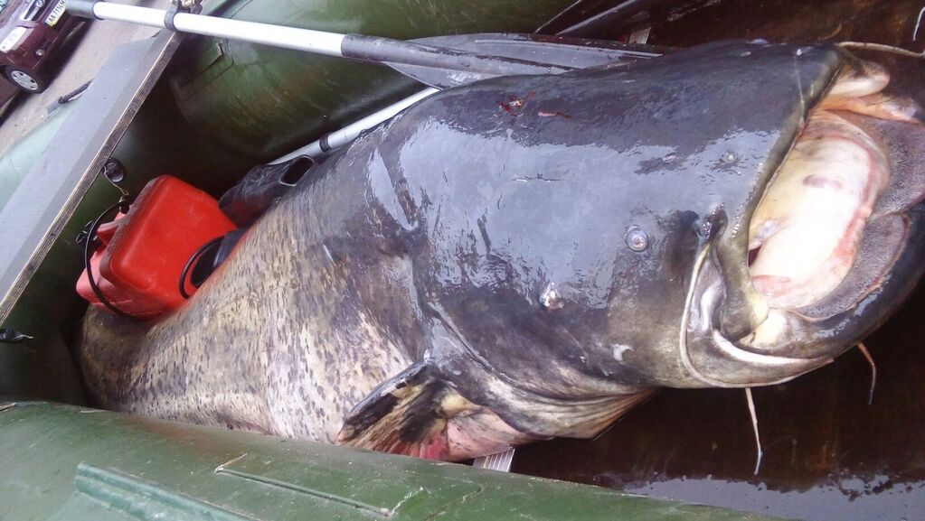Редкий экземпляр: в Киеве рыбак поймал гигантского сома