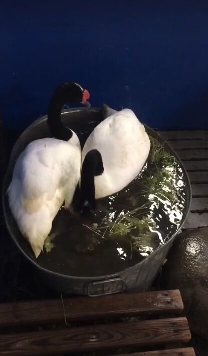 В сети показали уникальных лебедей из Межигорья в "зимнем бассейне"