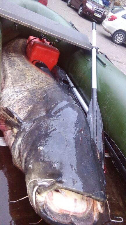 Редкий экземпляр: в Киеве рыбак поймал гигантского сома