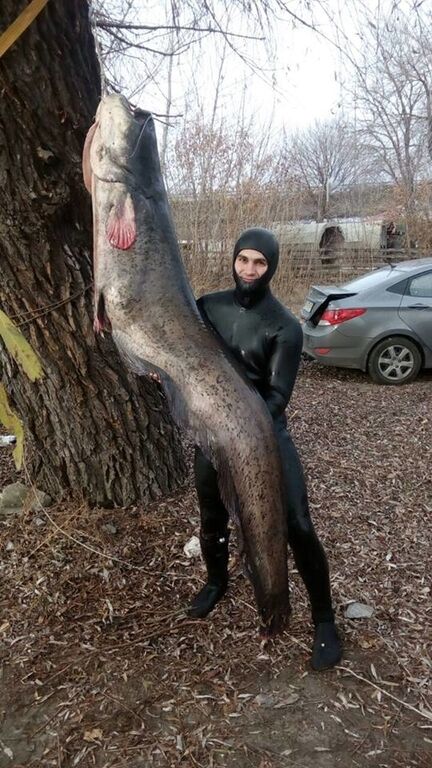 У Києві рибалка зловив гігантського сома