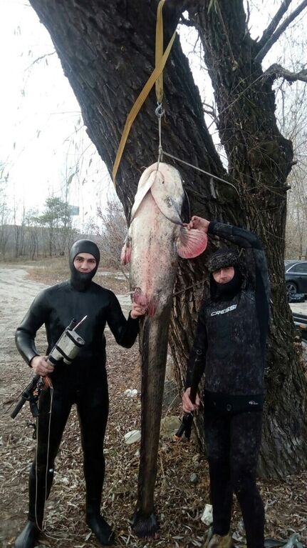 У Києві рибалка зловив гігантського сома