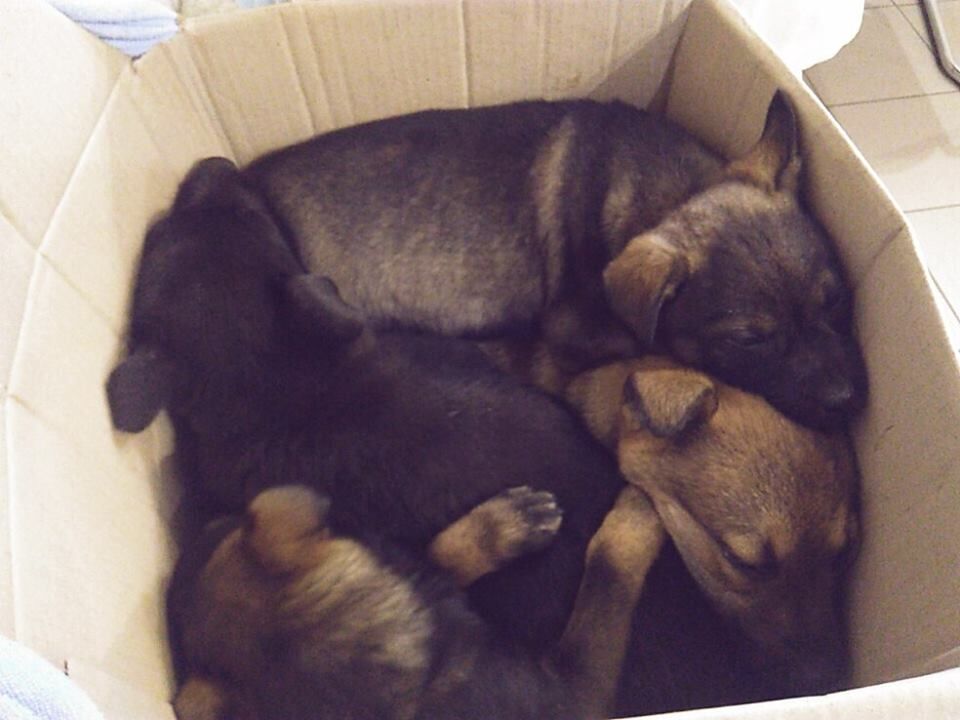 "Запах крови был повсюду": в Херсоне жестоко зарезали щенков на глазах у детей. Опубликованы фото