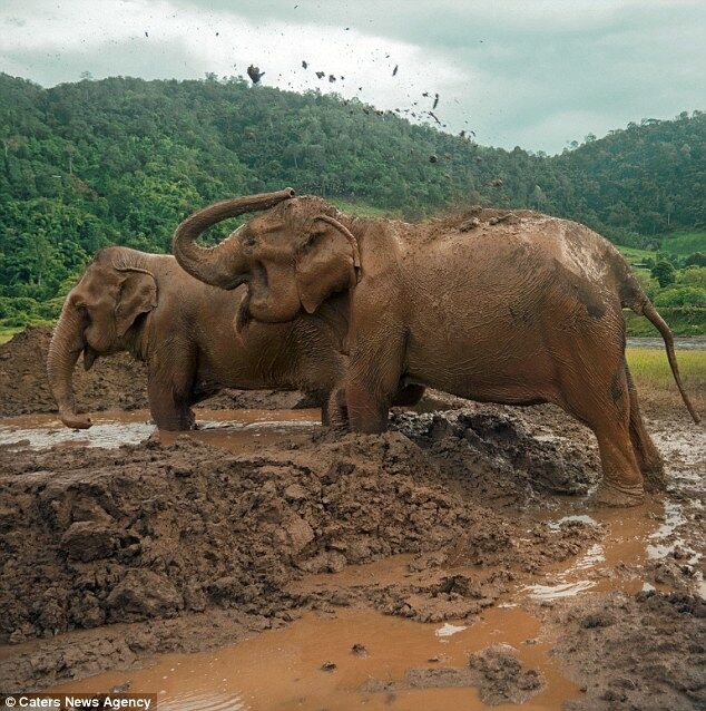 Освободили от 80-летнего рабства: удивительная история спасения пары слонов