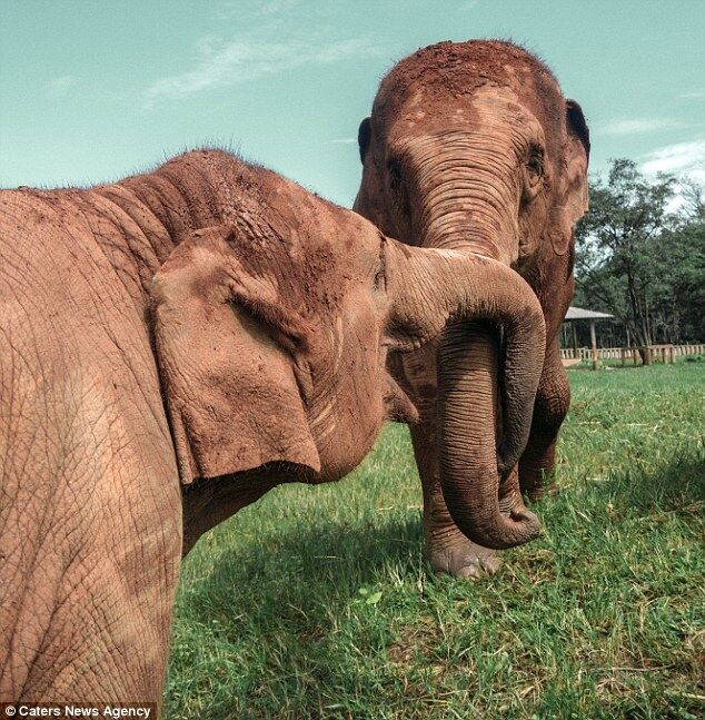 Освободили от 80-летнего рабства: удивительная история спасения пары слонов