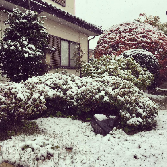Впервые за полвека: в Японии неожиданно выпал снег. Опубликованы фото, видео