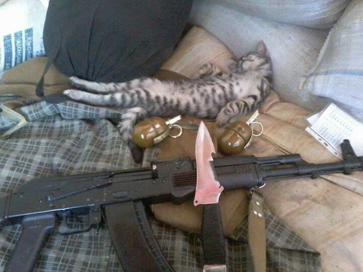 Биологическое оружие ВСУ: снимки "службы" котов в АТО покорили соцсети