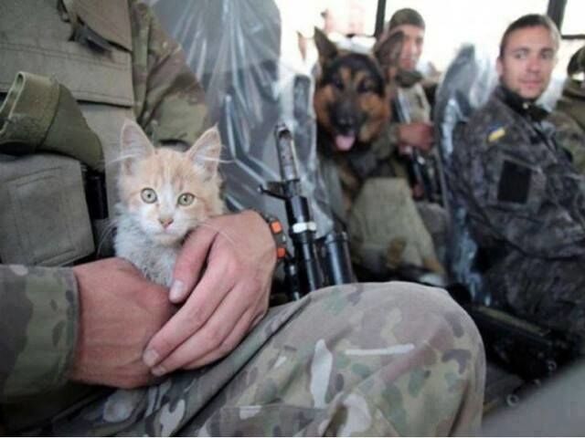 Биологическое оружие ВСУ: снимки "службы" котов в АТО покорили соцсети
