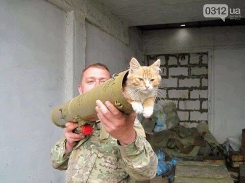 Биологическое оружие ВСУ: соцсети покорило фото "службы" котов в АТО