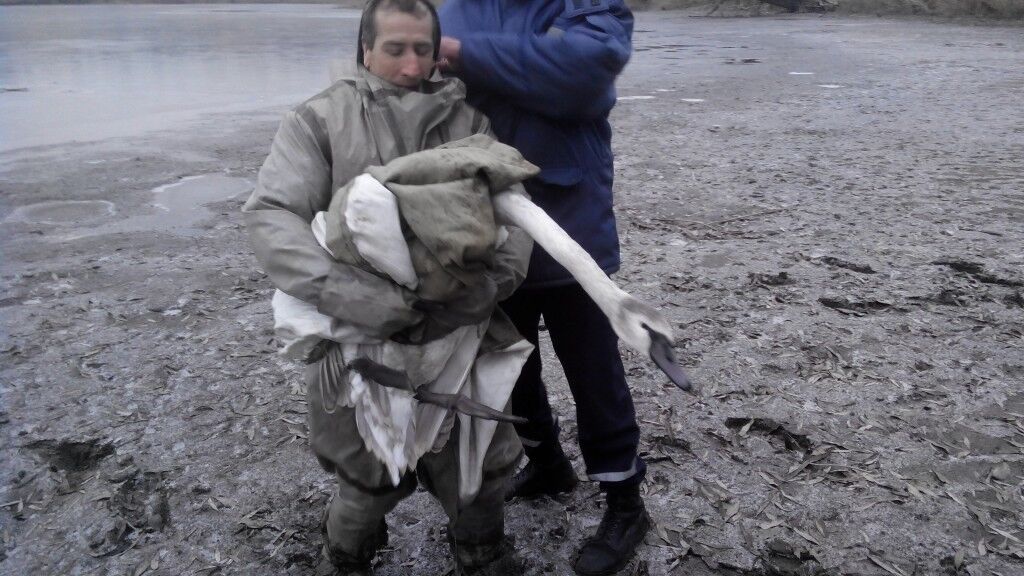 На Киевщине спасли лебедя, который попал в ловушку: опубликованы фото