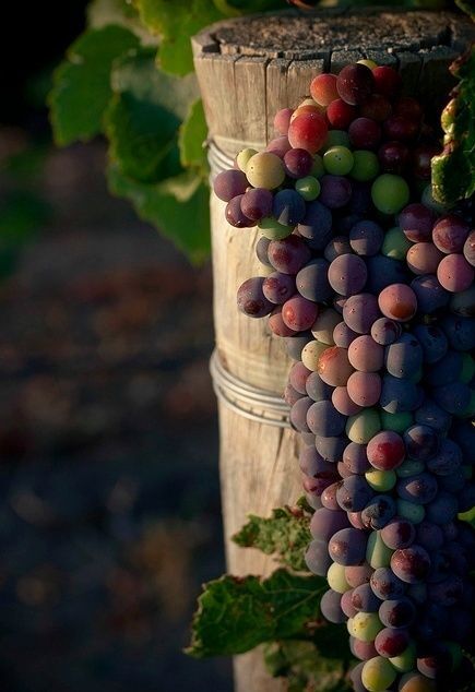 Ipsos Comcon: в Украине работают над возрождением старинных традиций виноделия