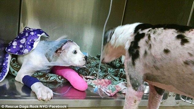 Спасенный пес ухаживает в ветклинике за искалеченным щенком: трогательные фото 