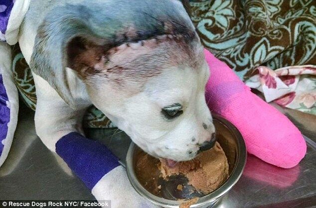 Спасенный пес ухаживает в ветклинике за искалеченным щенком: трогательные фото 