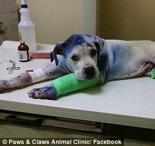 Спасенный пес ухаживает в ветклинике за искалеченным щенком: трогательные фото 