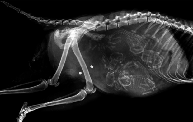 Такого вы еще не видели: ветеринары поразили рентгенами беременных животных. Удивительный фоторепортаж 
