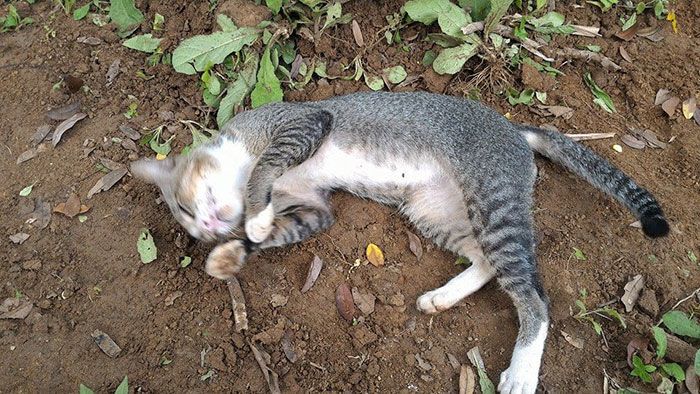 "Плачет" и мяукает: кошка год тоскует по хозяйке, не отходя от ее могилы. Фотофакт