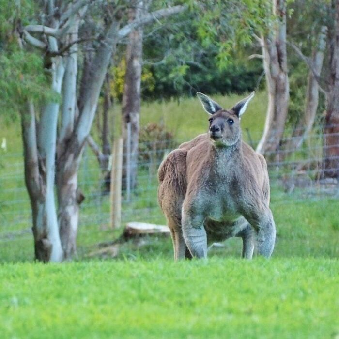 Звезда сети: в Австралии сфотографировали "кенгуру-культуриста"