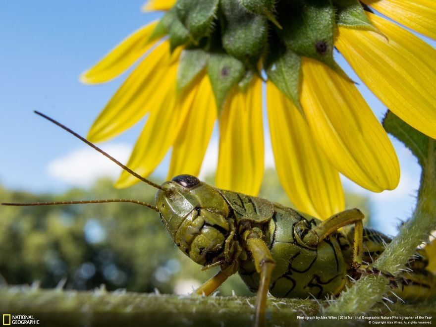 Опубликованы фантастические снимки природы с фотоконкурса National Geographic