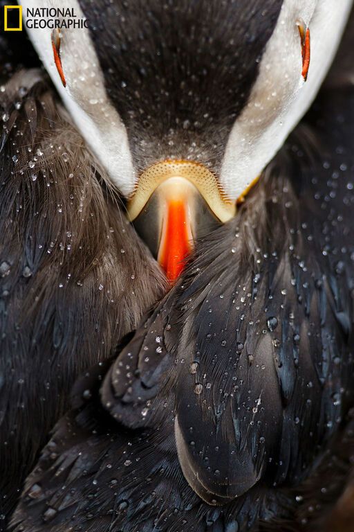 Опубликованы фантастические снимки природы с фотоконкурса National Geographic