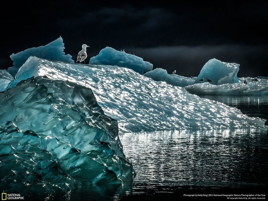 Опубликованы фантастические снимки природы с фотоконкурса National Geographic