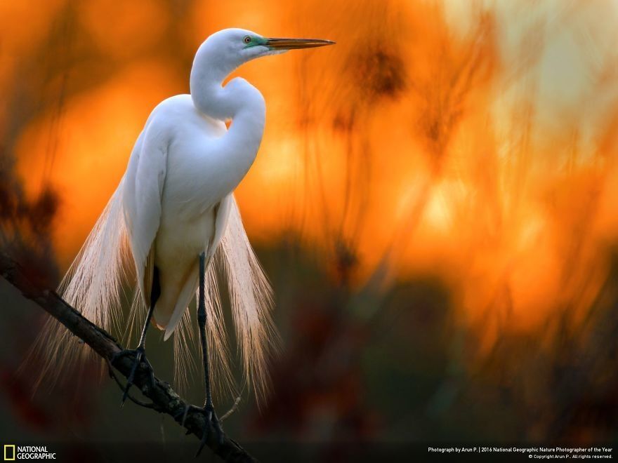 Опубликованы фантастические снимки природы с фотоконкурса National Geographic