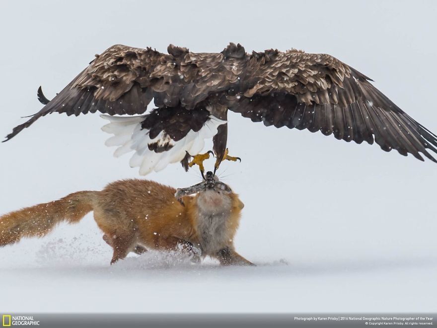 Опубликованы фантастические снимки природы с фотоконкурса National Geographic
