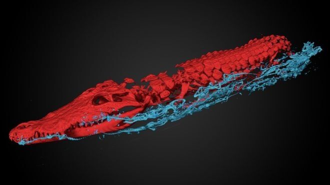 В египетской мумии крокодила при сканировании обнаружили 47 "сюрпризов"