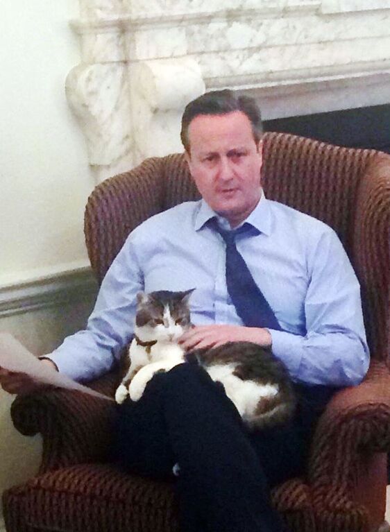 Оззи и Эви: у главного кота-мышелова Британии появились новые напарники. Опубликованы фото