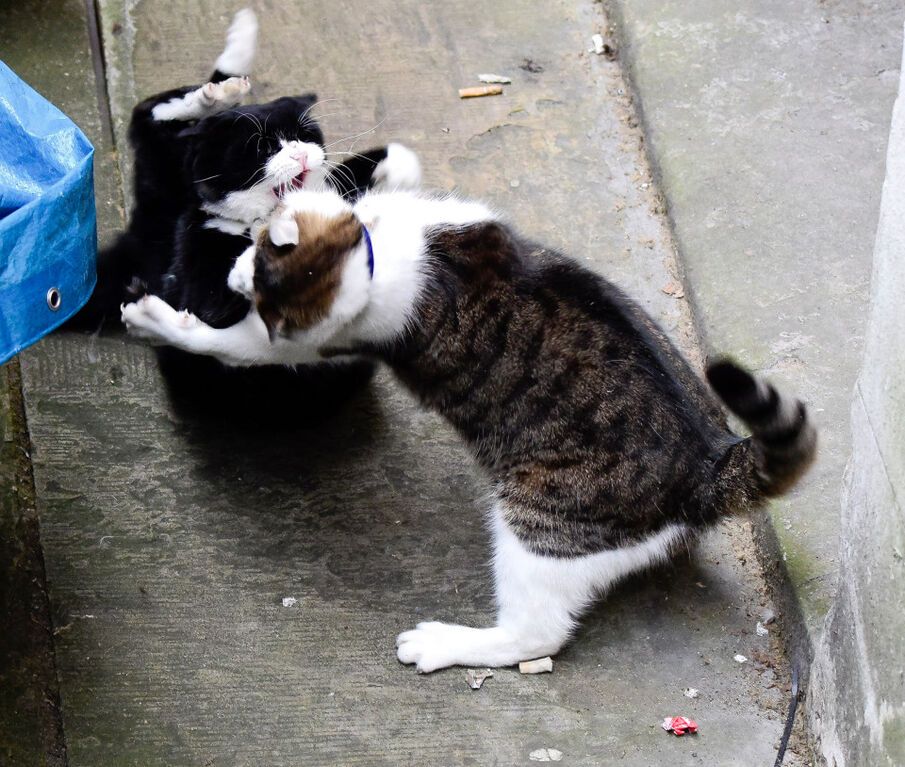Оззи и Эви: у главного кота-мышелова Британии появились новые напарники. Опубликованы фото