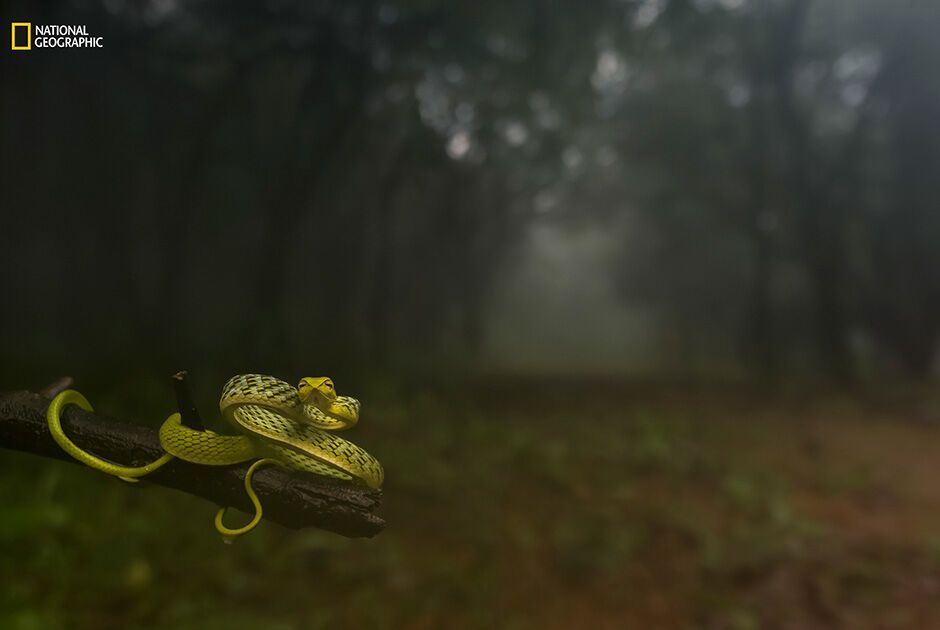 Нужно увидеть своими глазами: National Geographic опубликовал лучшие снимки года 