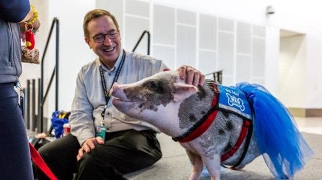 В Сан-Франциско свинья спасает пассажиров аэропорта от стресса: фото