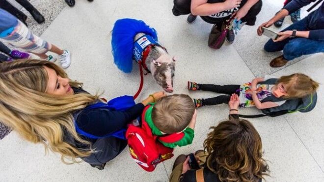 В Сан-Франциско свинья спасает пассажиров аэропорта от стресса: фото