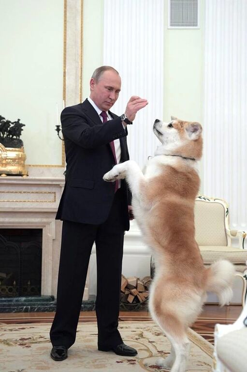 Мягкая и пушистая сила: японский подарок Путину вызвал ажиотаж в сети – фотофакт