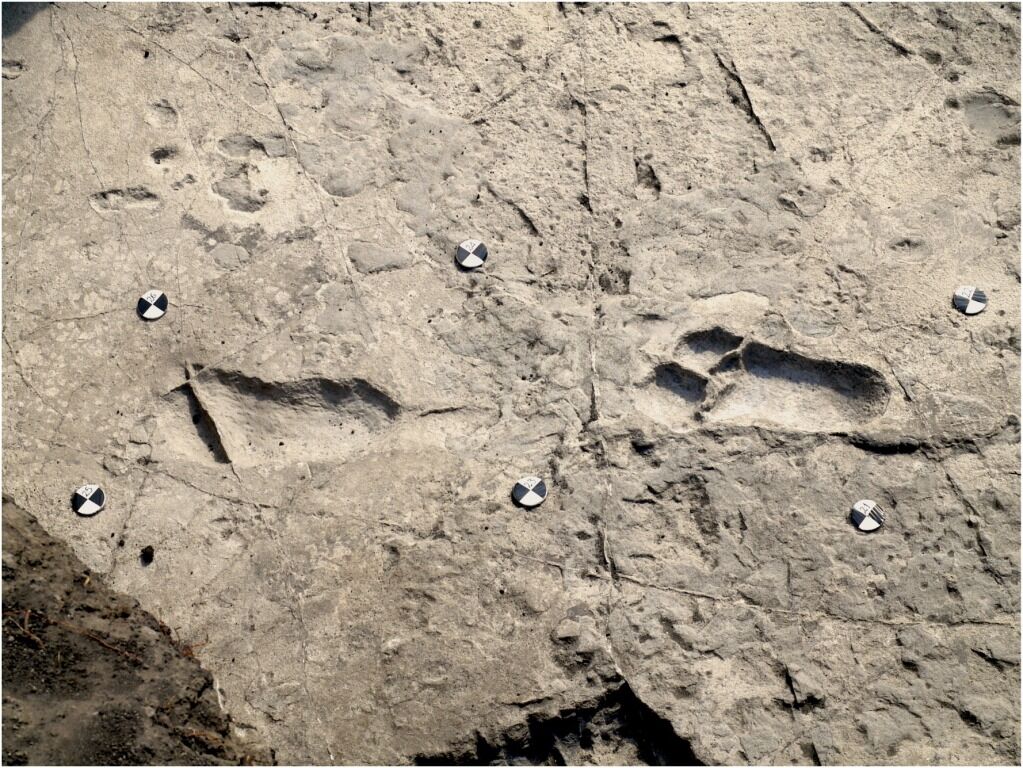 В Танзании найдены следы австралопитека-великана возрастом 3,7 млн лет: фото