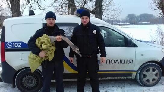 На Киевщине копы привезли в полицию лебедя: опубликованы фото и видео