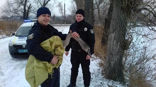На Киевщине копы привезли в полицию лебедя: опубликованы фото и видео